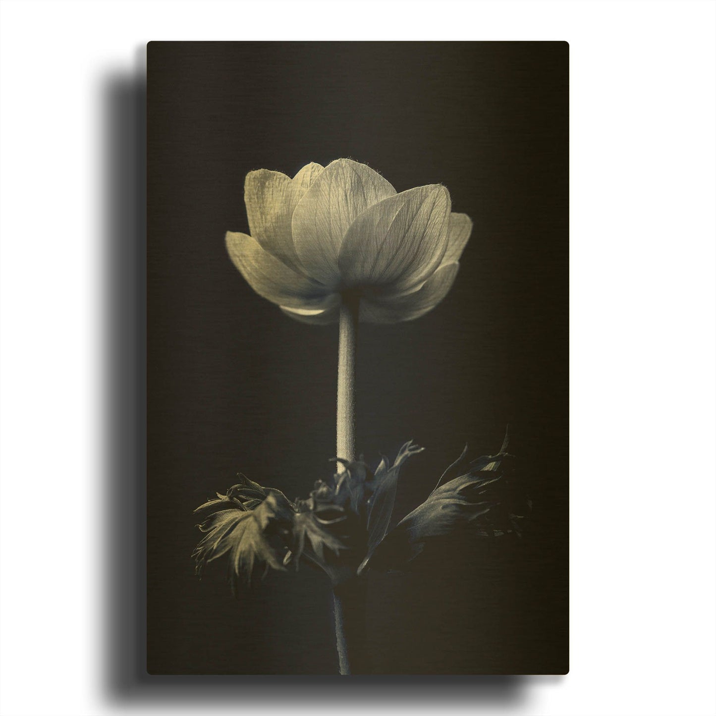 'Single Flower' By Incado Gold Metal Wall Art