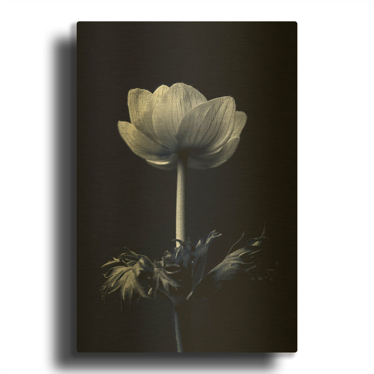 'Single Flower' By Incado Gold Metal Wall Art