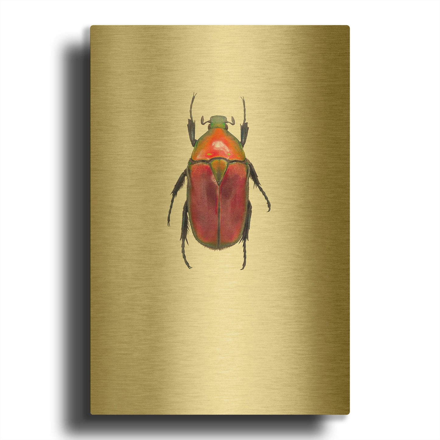 'Torynorrhina Flammea' By Incado Gold Metal Wall Art