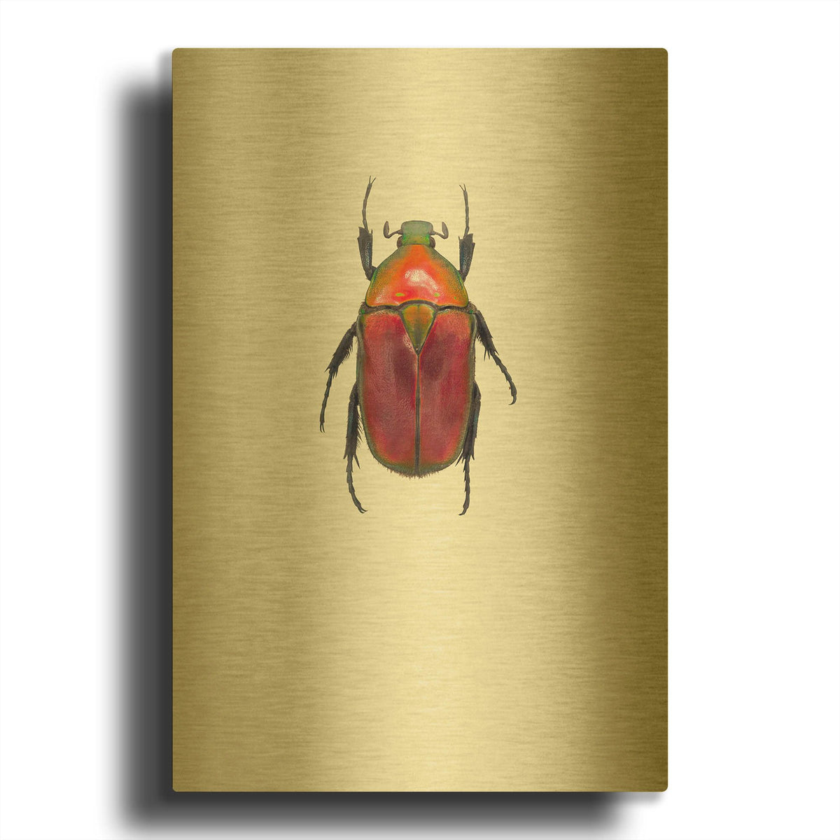 'Torynorrhina Flammea' By Incado Gold Metal Wall Art