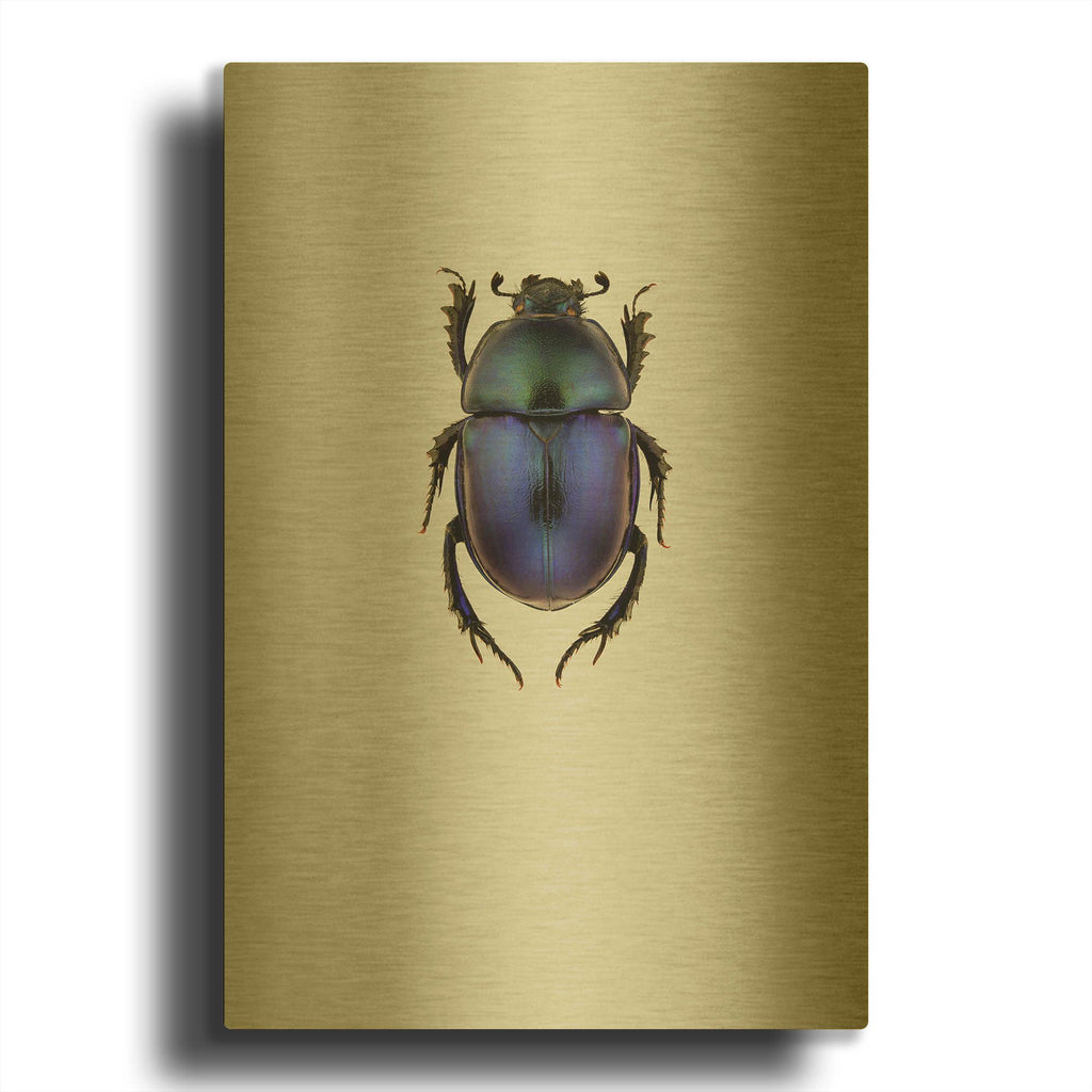 'Trypocopris Vernalis' By Incado Gold Metal Wall Art