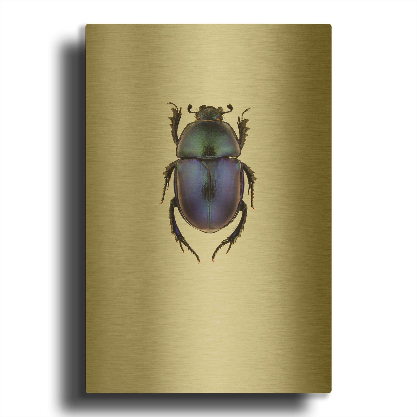 'Trypocopris Vernalis' By Incado Gold Metal Wall Art