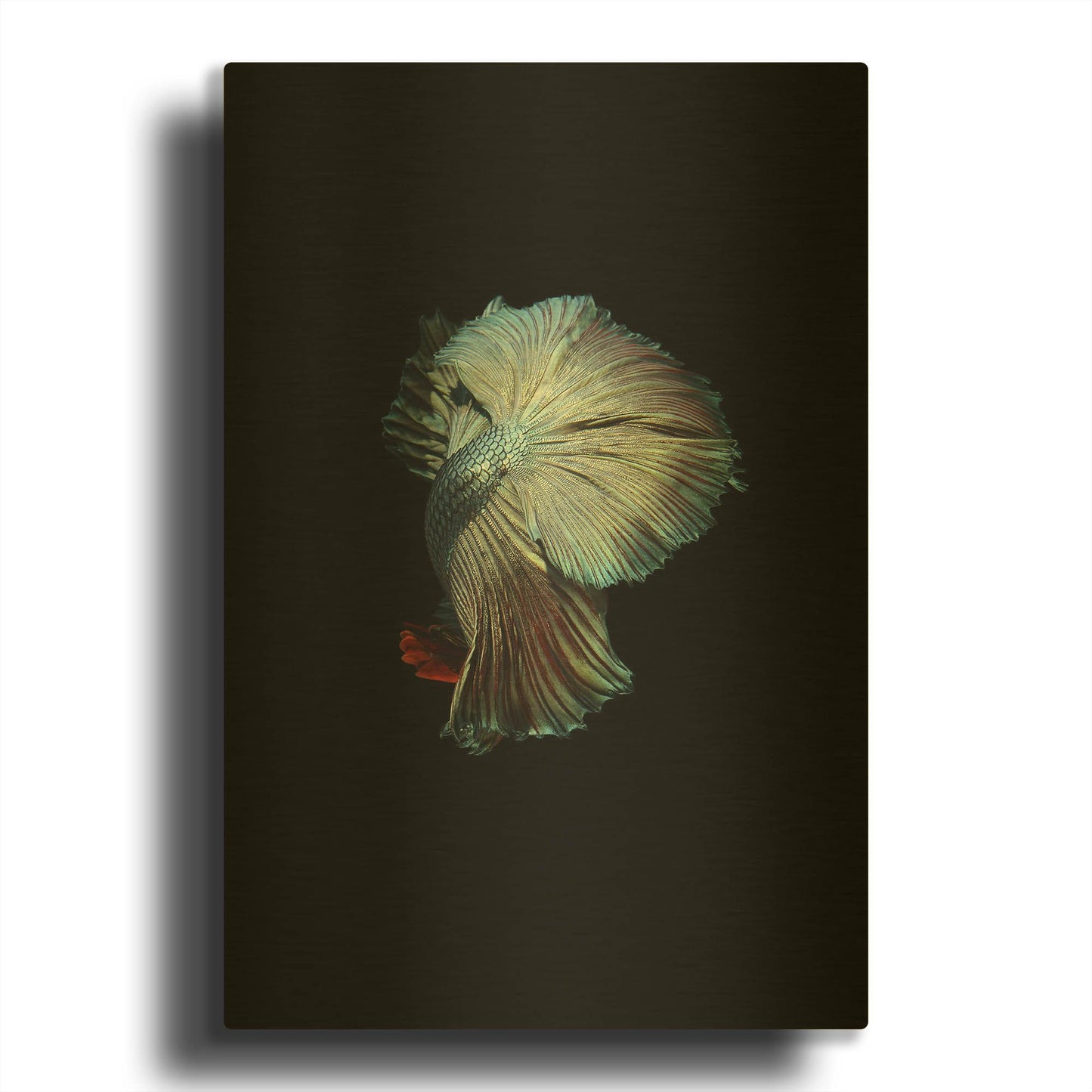 'Turquoise and Red Betta' By Incado Gold Metal Wall Art