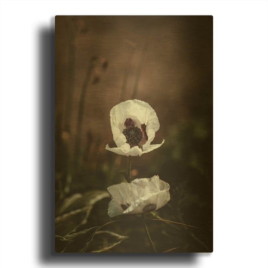 'White Poppies' By Incado Gold Metal Wall Art