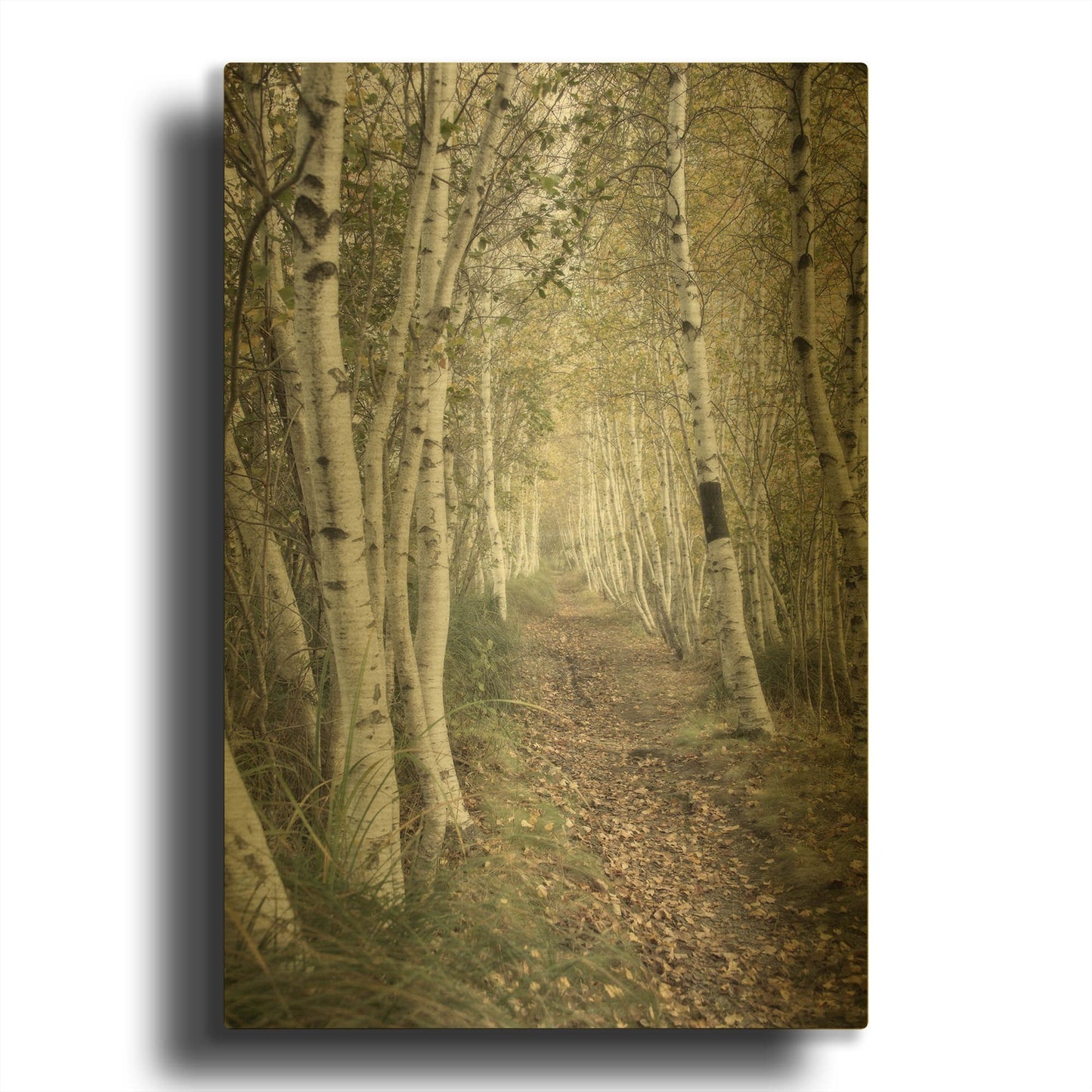 'Birch Trail' By Natalie Mikaels Gold Metal Wall Art