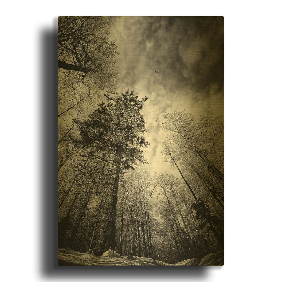 'Cold Vision' By Philippe Sainte Gold Metal Wall Art