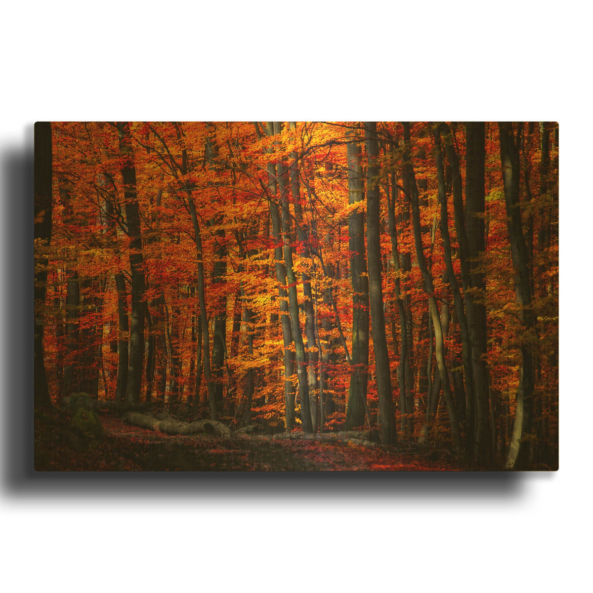 'Forest Density' By Philippe Sainte Gold Metal Wall Art