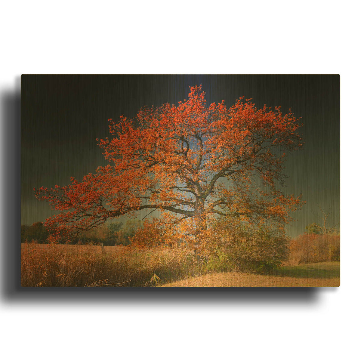 'Melancholy Tree' By Philippe Sainte Gold Metal Wall Art