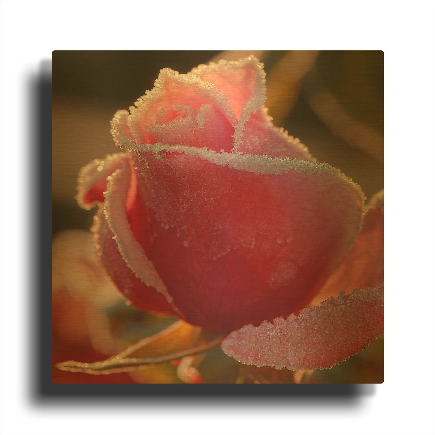 'Sweet Candy' By Philippe Sainte Gold Metal Wall Art