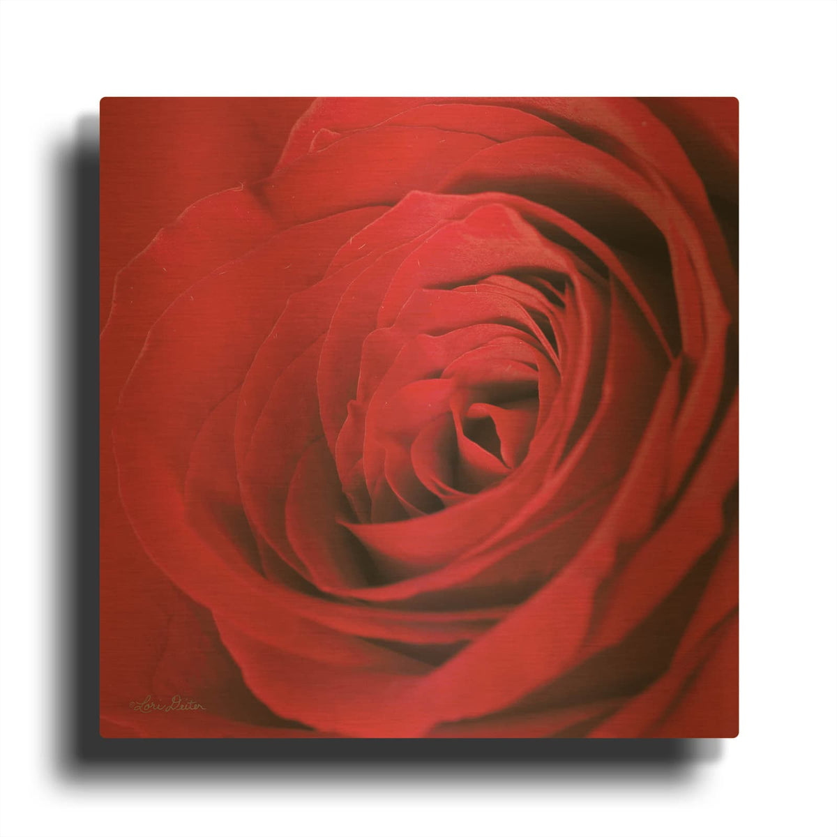 'The Red Rose III' By Lori Deiter Gold Metal Wall Art