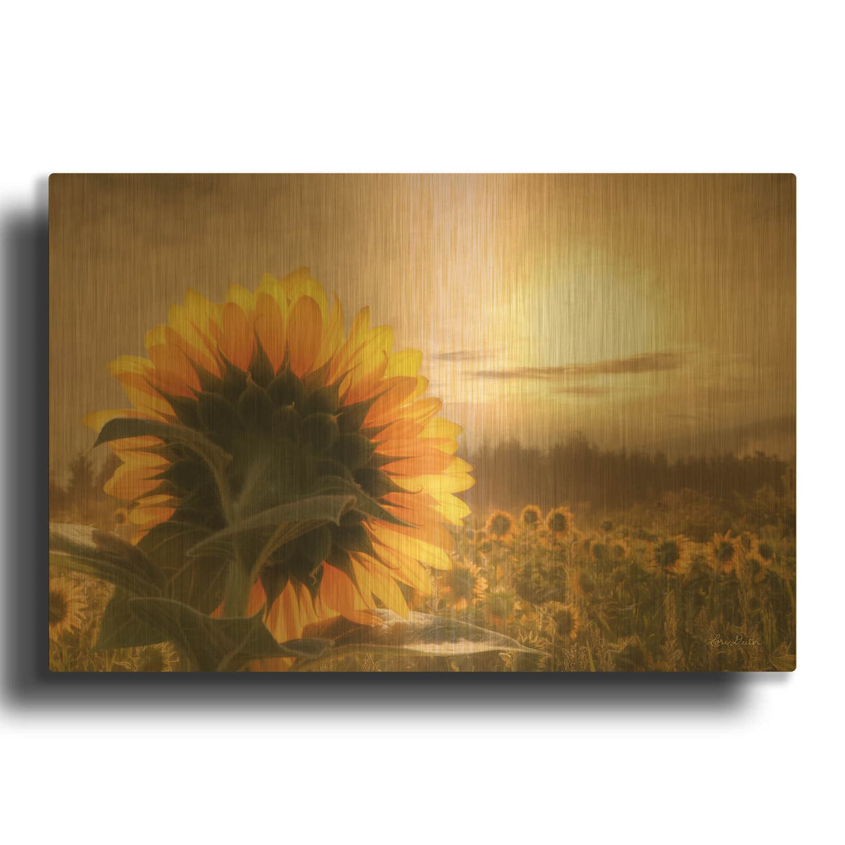 'Sunlit Sunflower' By Lori Deiter Gold Metal Wall Art