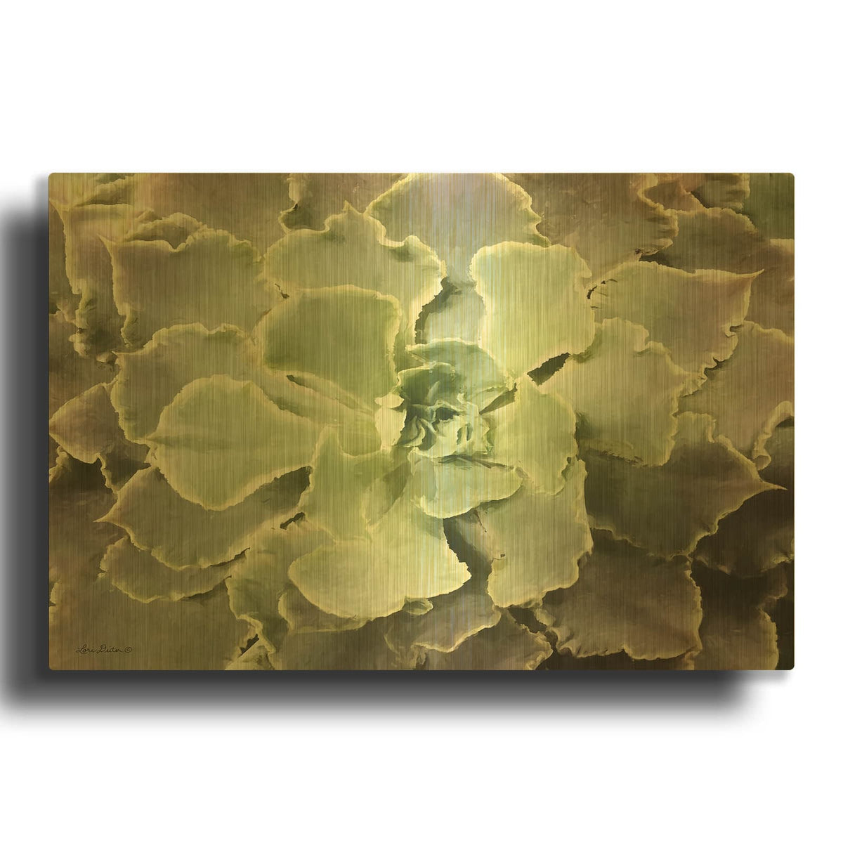 'Glowing Succulent II' By Lori Deiter Gold Metal Wall Art