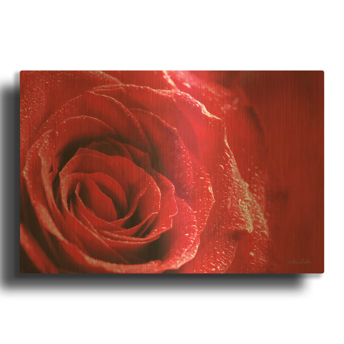 'Red Rose After Rain' By Lori Deiter Gold Metal Wall Art