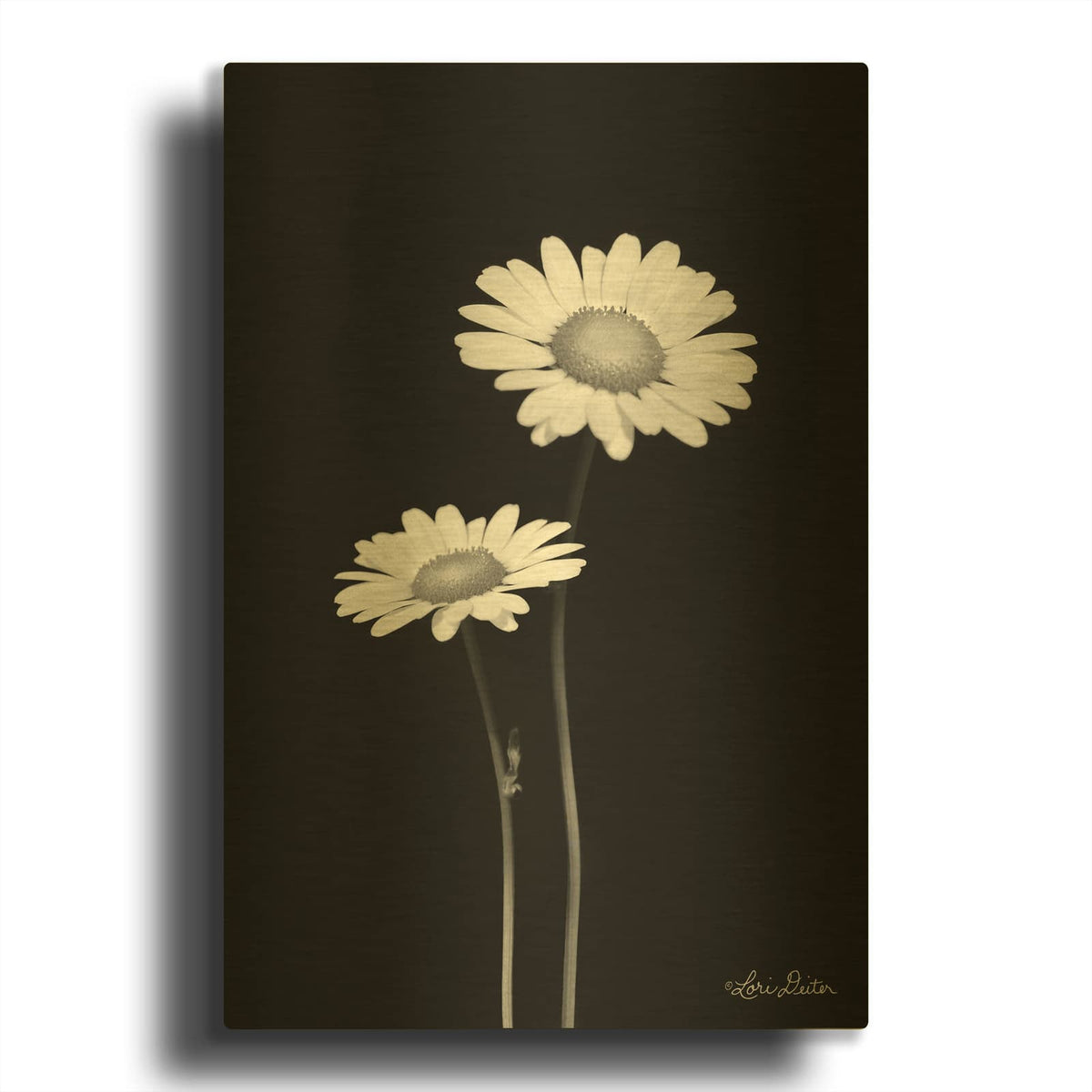 'Pair of Daisies' By Lori Deiter Gold Metal Wall Art