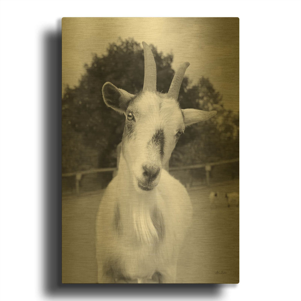 'Lake Tobias Goat II' By Lori Deiter Gold Metal Wall Art
