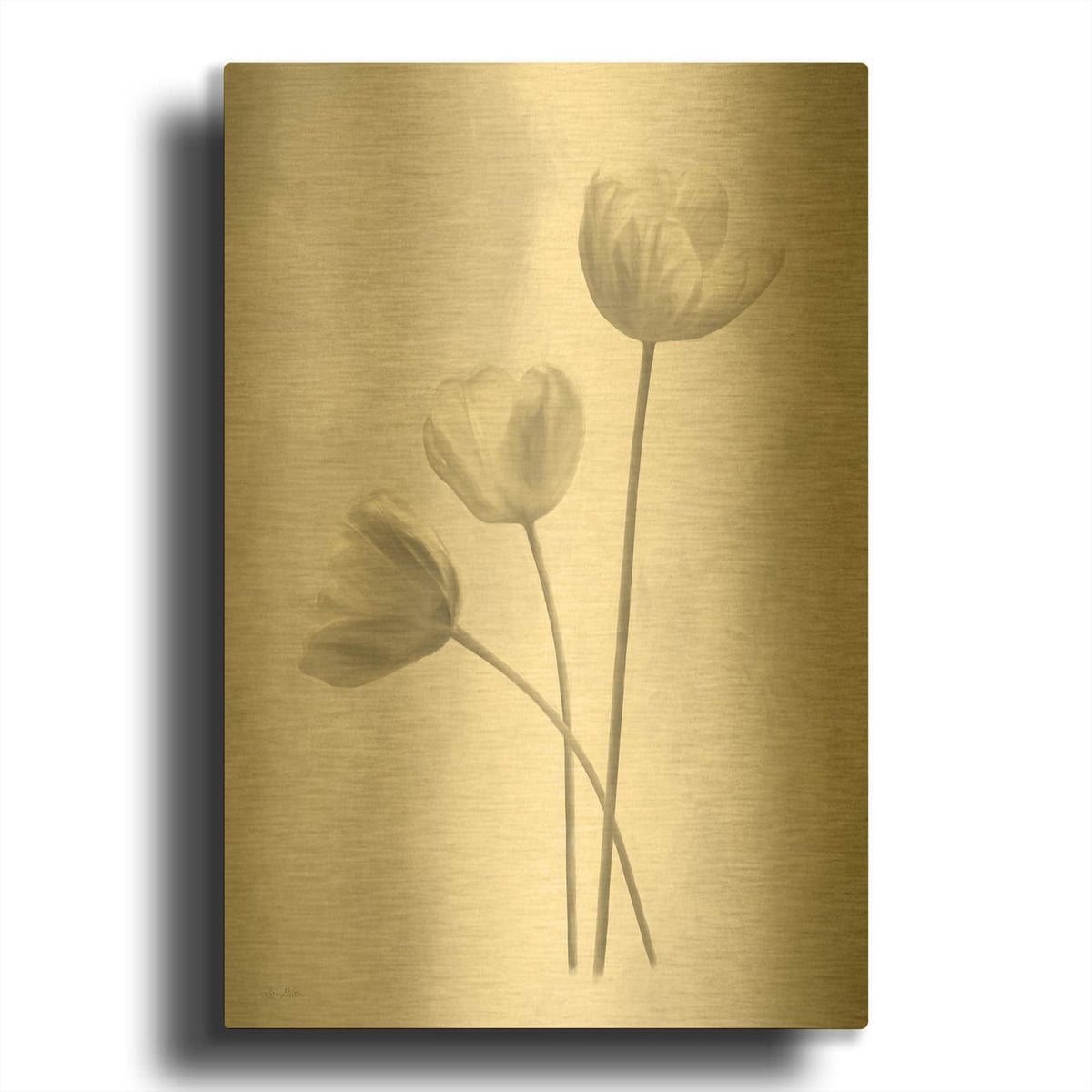 'Bleached Tulips I' By Lori Deiter Gold Metal Wall Art