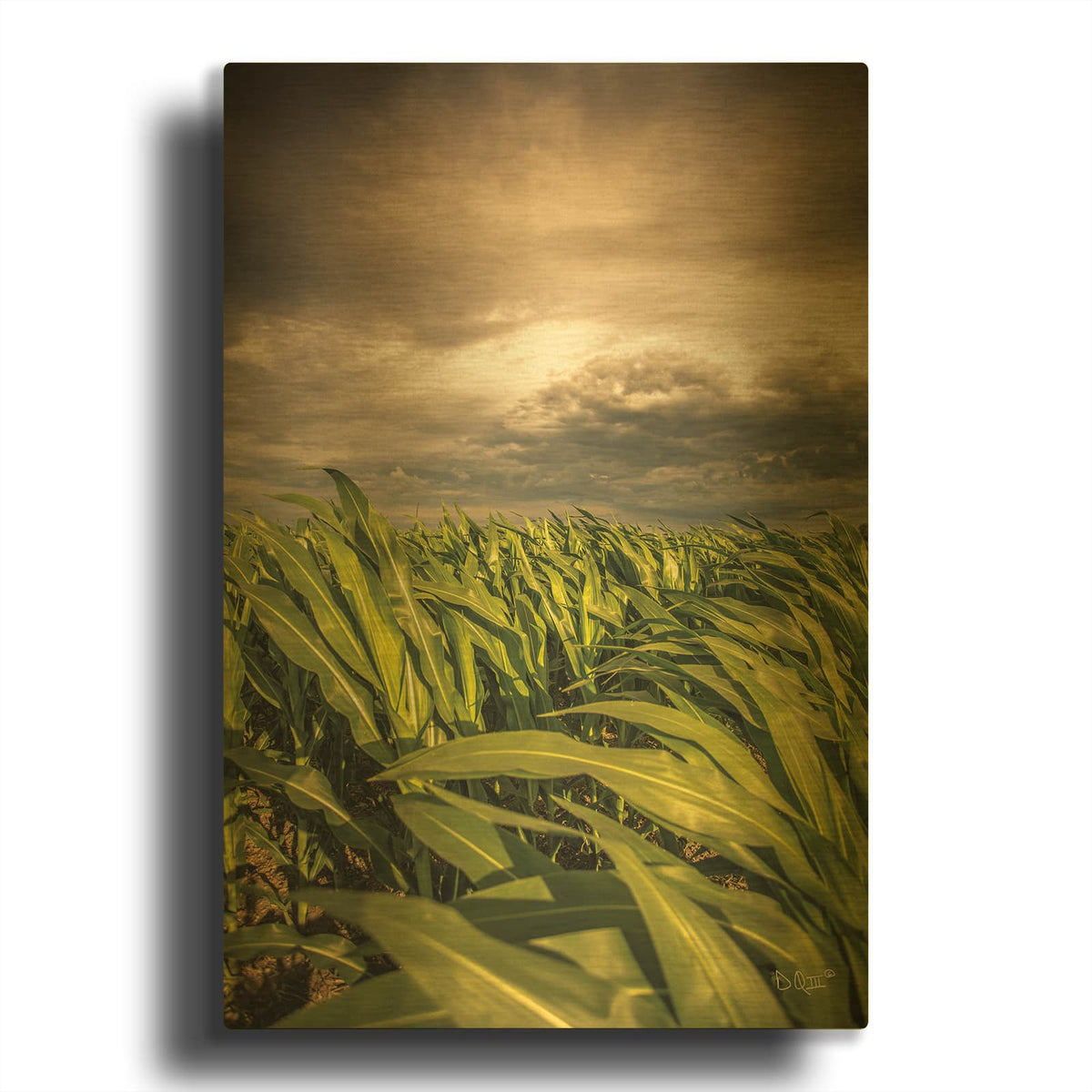 'Field of Corn' By Donnie Quillen Gold Metal Wall Art