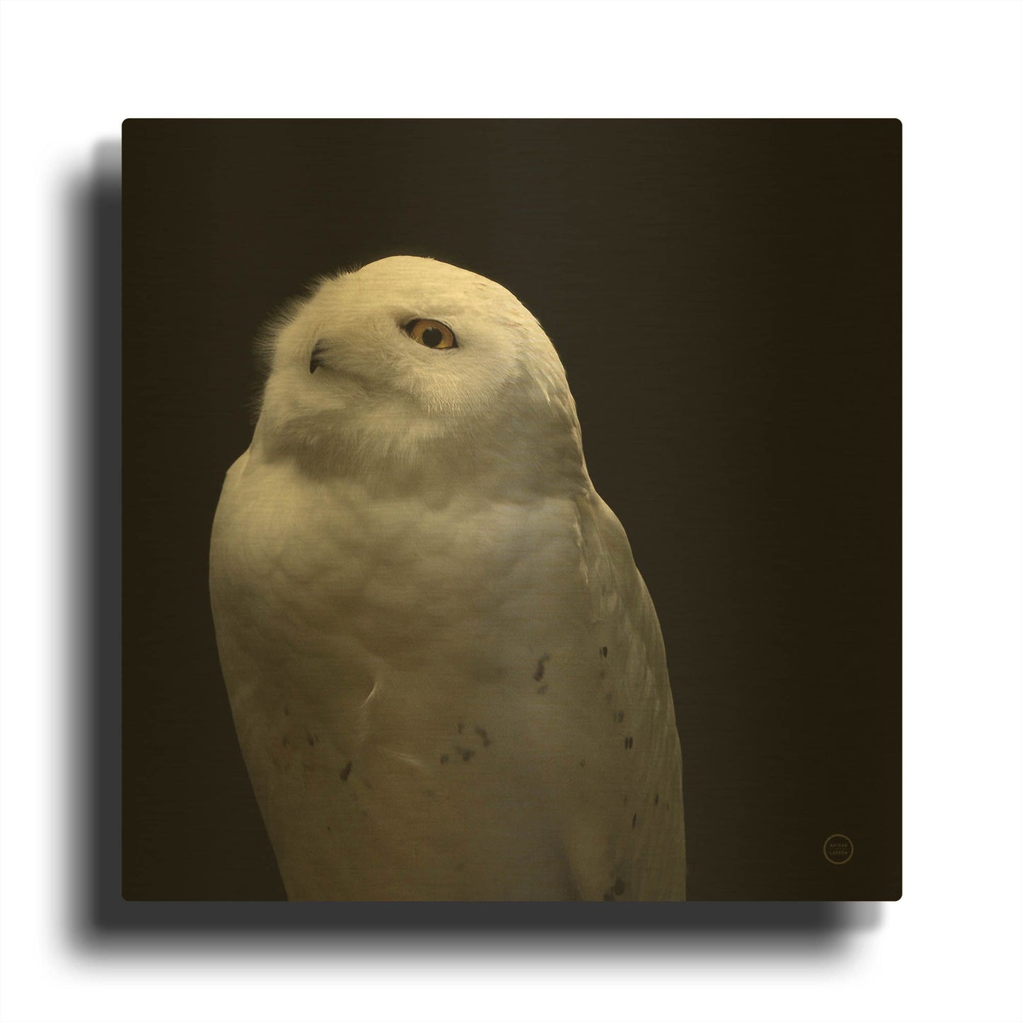'Snowy Owl Looks to the Sun' By Nathan Larson Gold Metal Wall Art