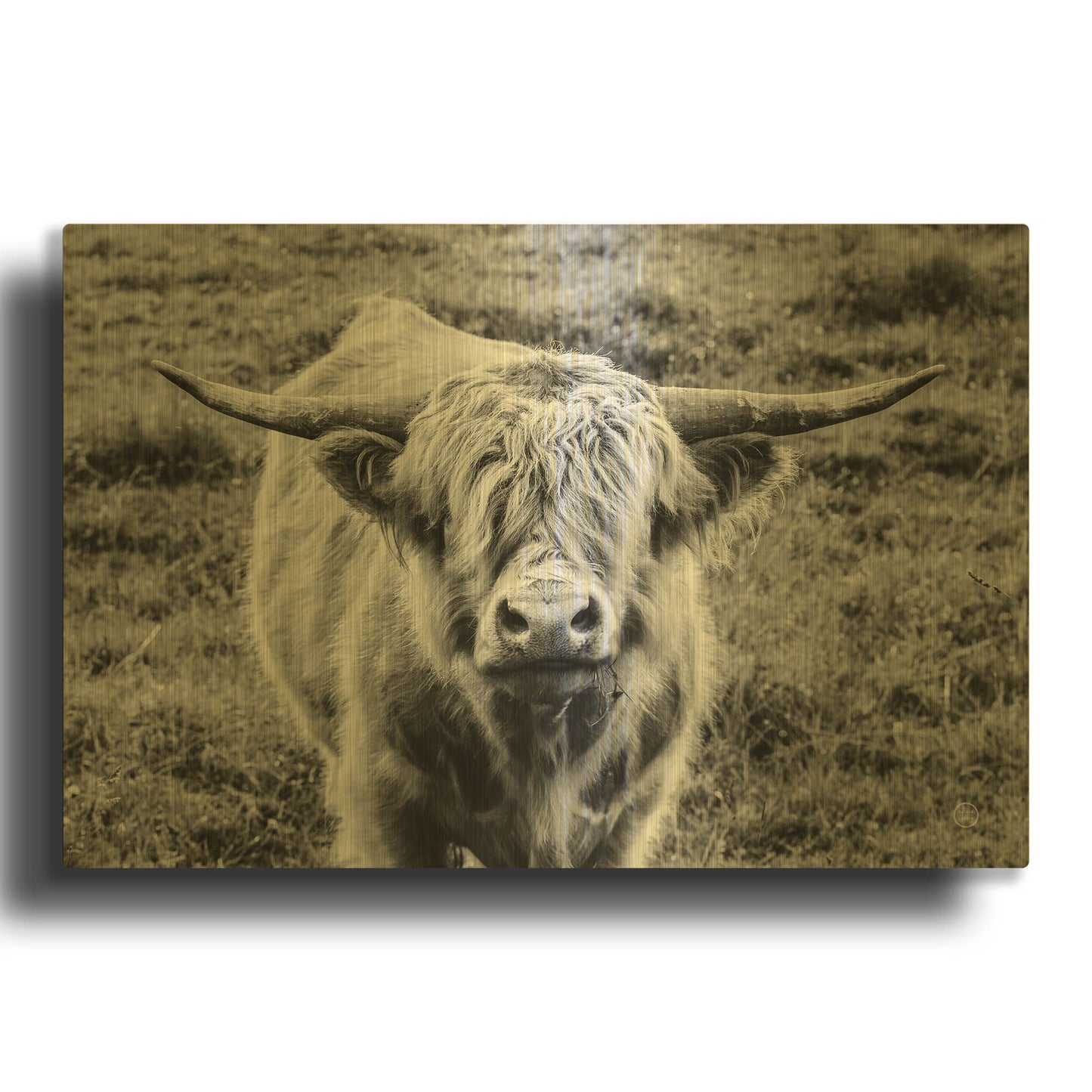 'Highland Cow Staring Contest' By Nathan Larson Gold Metal Wall Art