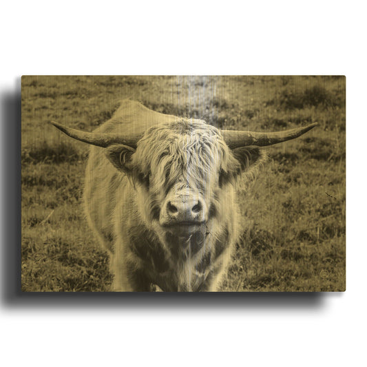 'Highland Cow Staring Contest' By Nathan Larson Gold Metal Wall Art