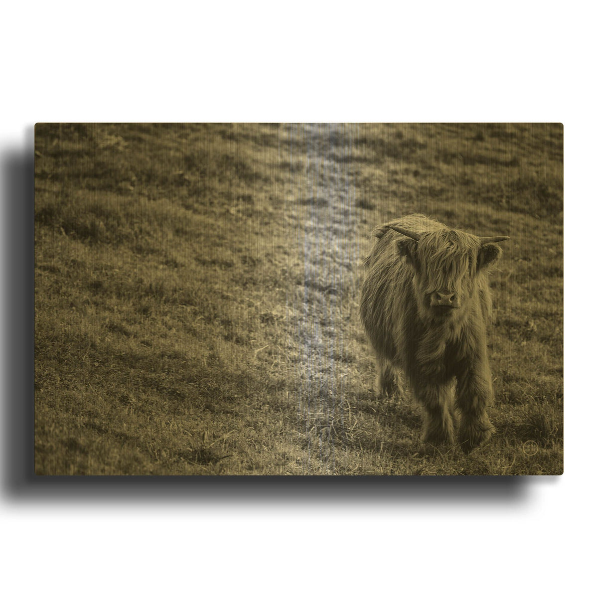 'Highland Cow Calf in the Wind' By Nathan Larson Gold Metal Wall Art