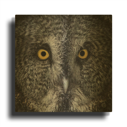 'Great Grey Owl' By Nathan Larson Gold Metal Wall Art