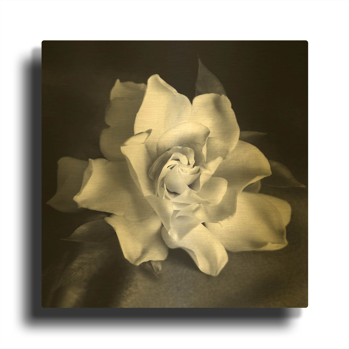 'Gardenia' By Debra Van Swearingen Gold Metal Wall Art