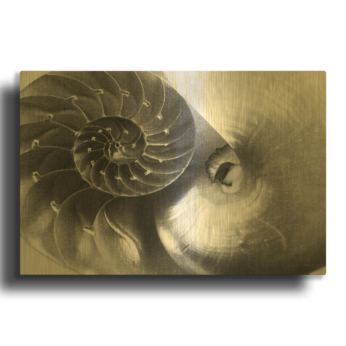 'Nautilus Yin Yang' By Debra Van Swearingen Gold Metal Wall Art