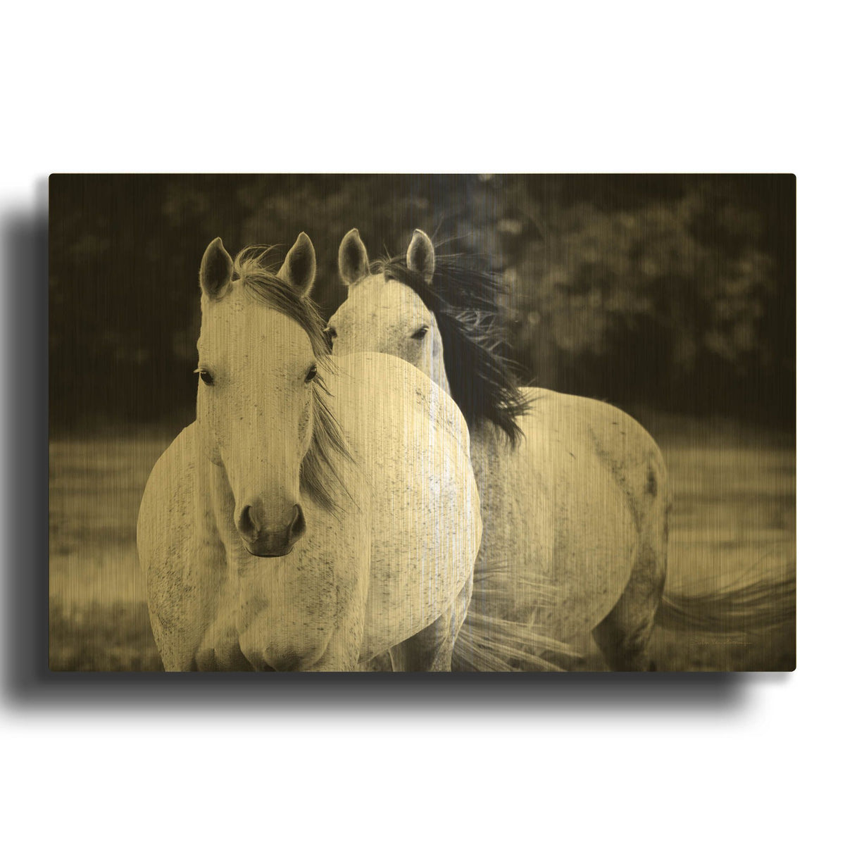 'Two Wild Horses BW' By Debra Van Swearingen Gold Metal Wall Art