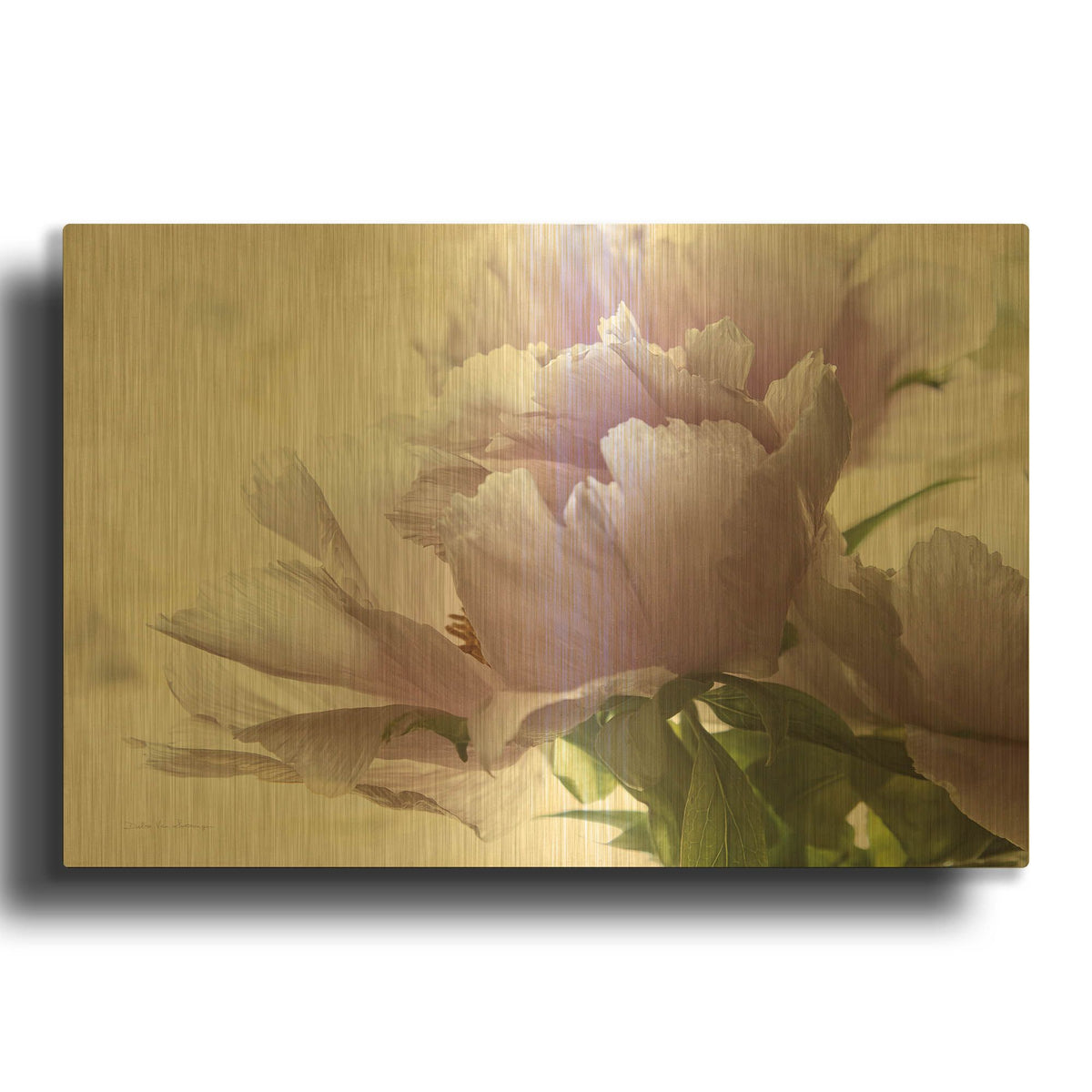 'Translucent Peony I' By Debra Van Swearingen Gold Metal Wall Art