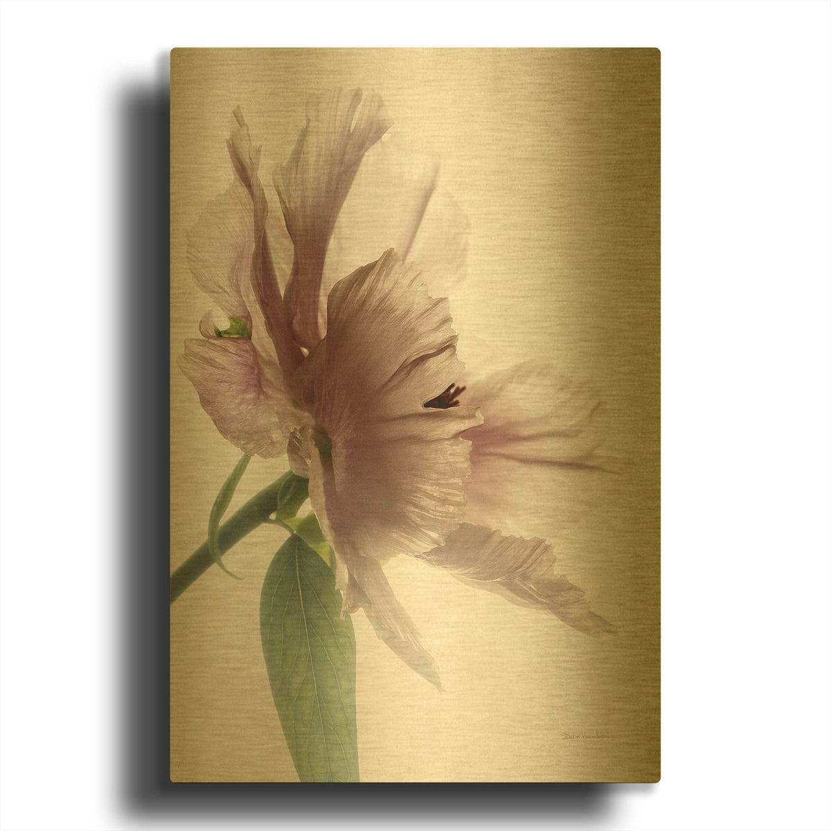 'Translucent Peony II' By Debra Van Swearingen Gold Metal Wall Art