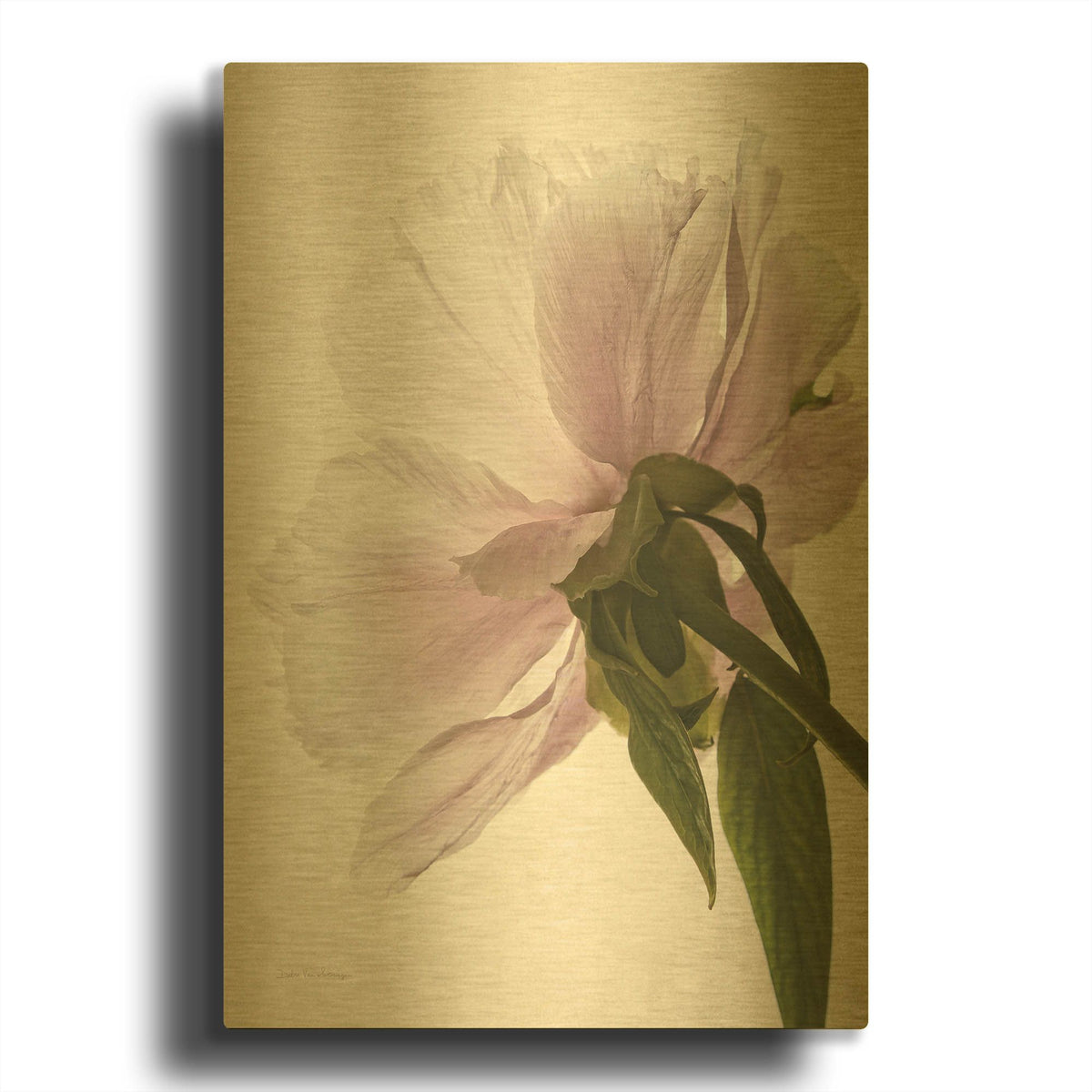 'Translucent Peony III' By Debra Van Swearingen Gold Metal Wall Art