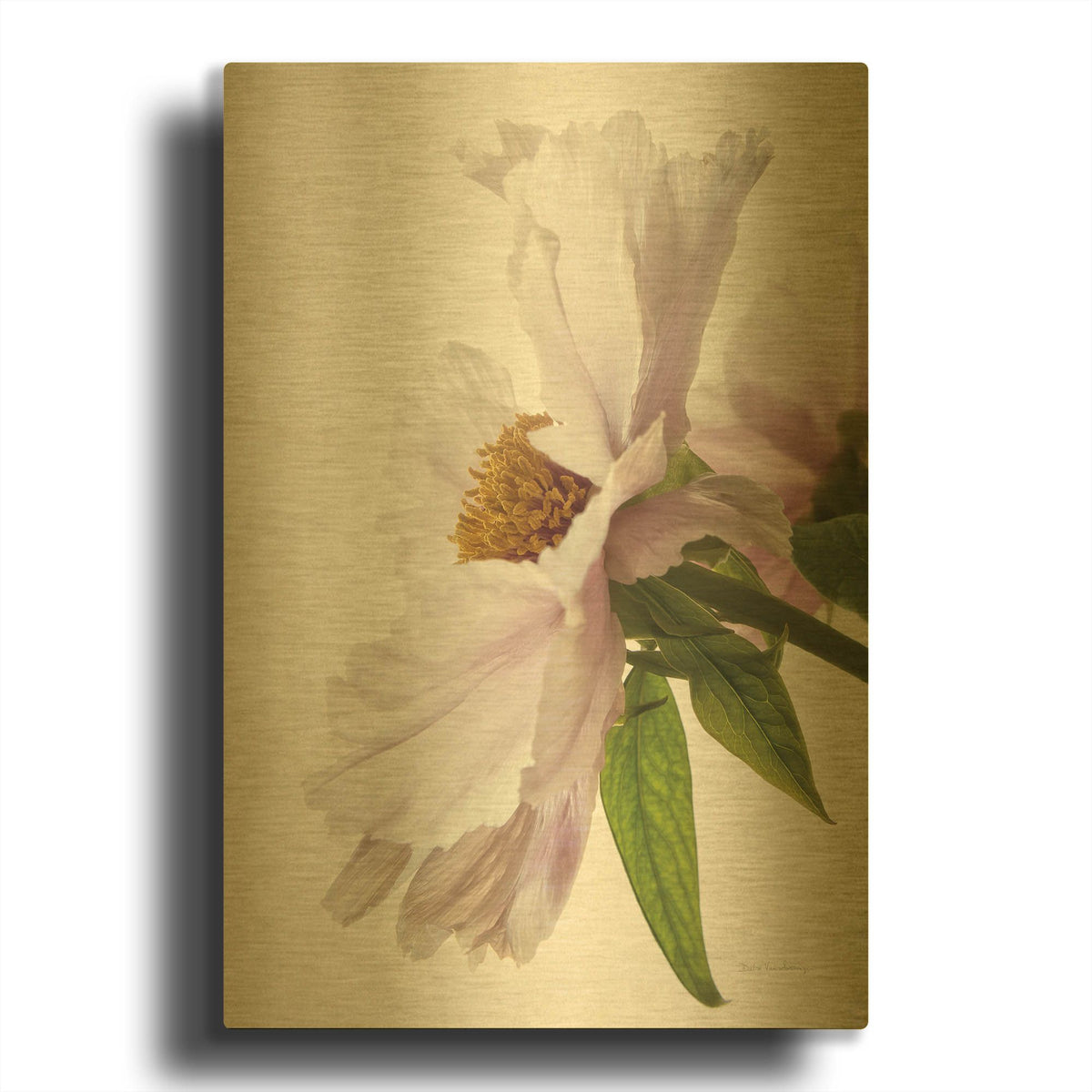 'Translucent Peony IV' By Debra Van Swearingen Gold Metal Wall Art