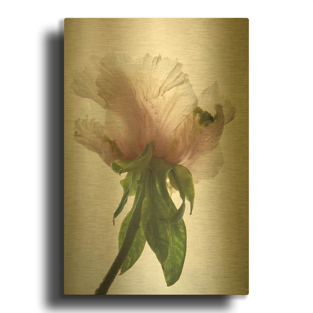 'Translucent Peony VII' By Debra Van Swearingen Gold Metal Wall Art