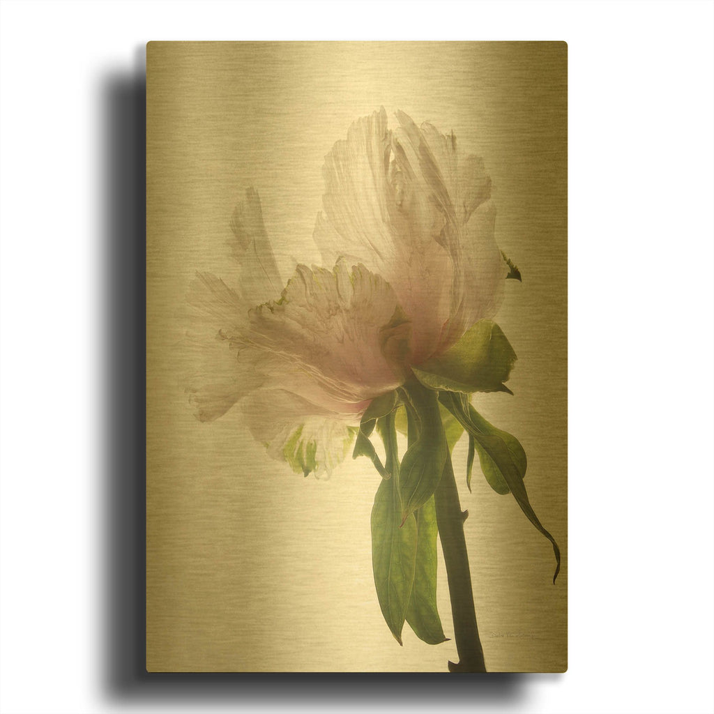 'Translucent Peony VIII' By Debra Van Swearingen Gold Metal Wall Art