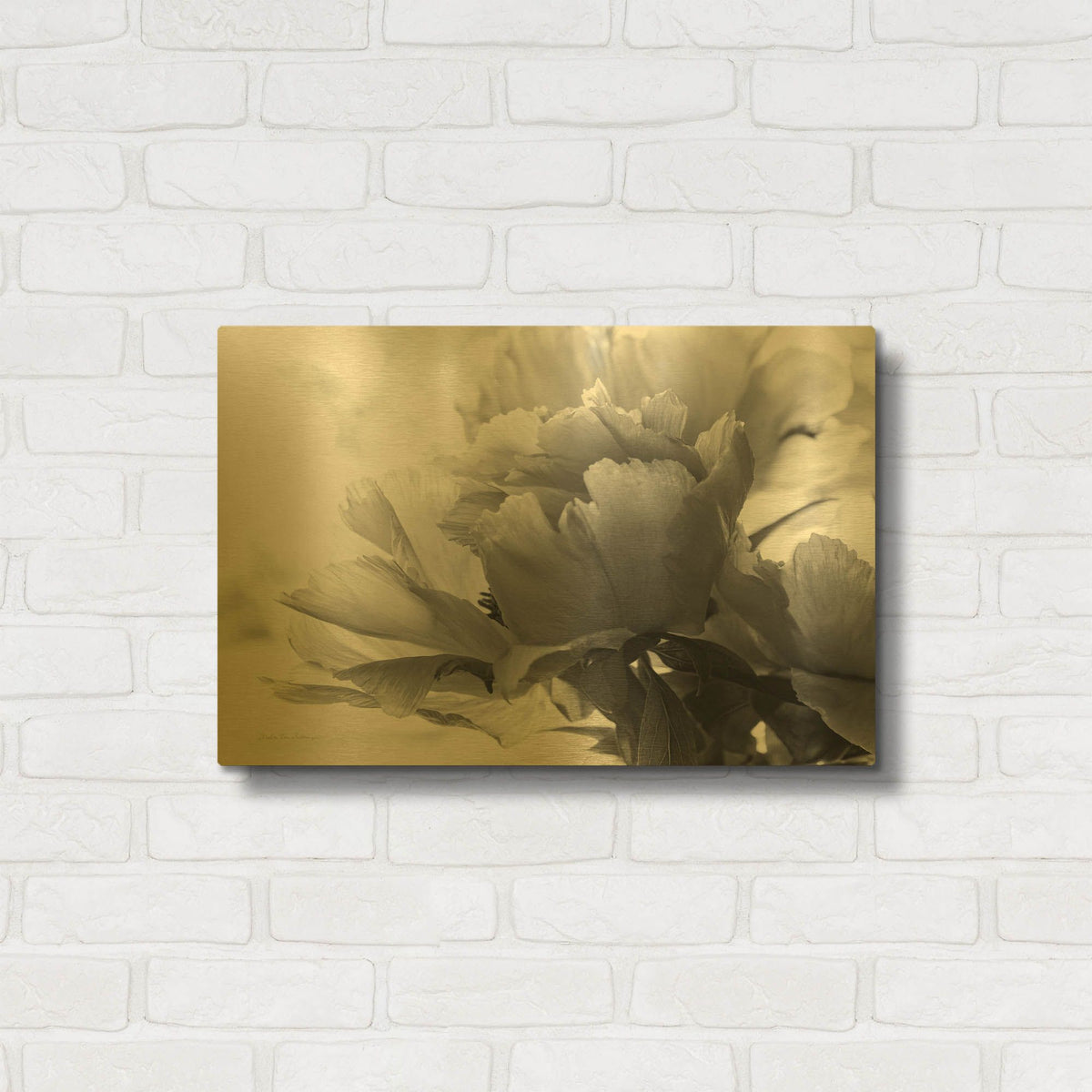 'Translucent Peony IBW' By Debra Van Swearingen Gold Metal Wall Art
