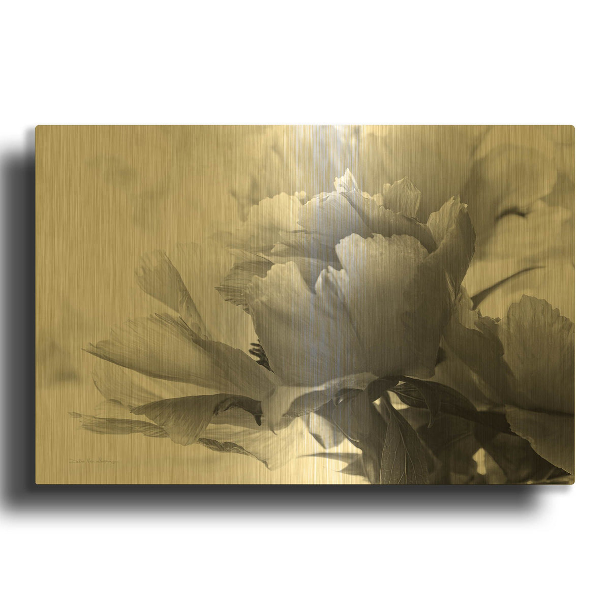 'Translucent Peony IBW' By Debra Van Swearingen Gold Metal Wall Art