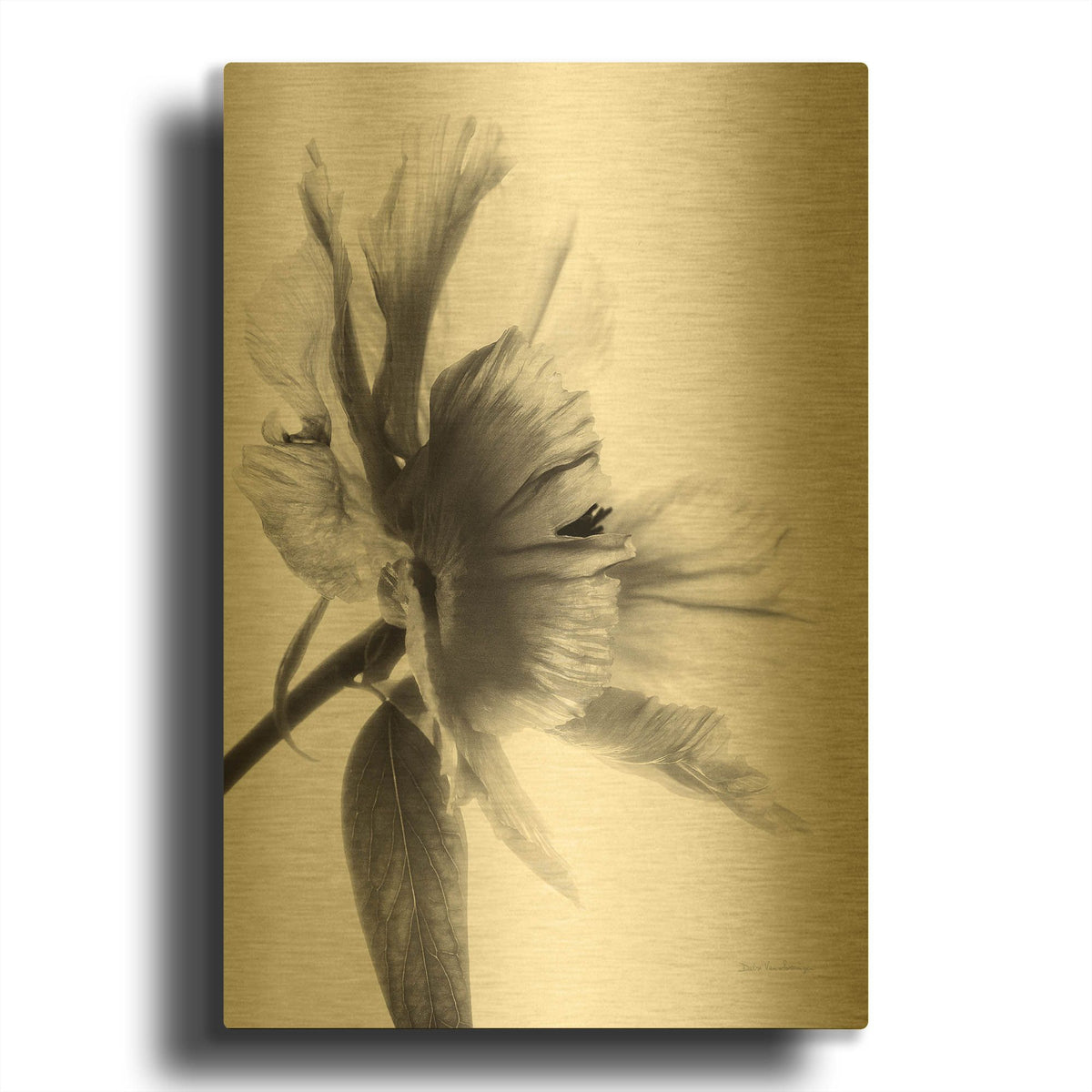 'Translucent Peony IIBW' By Debra Van Swearingen Gold Metal Wall Art