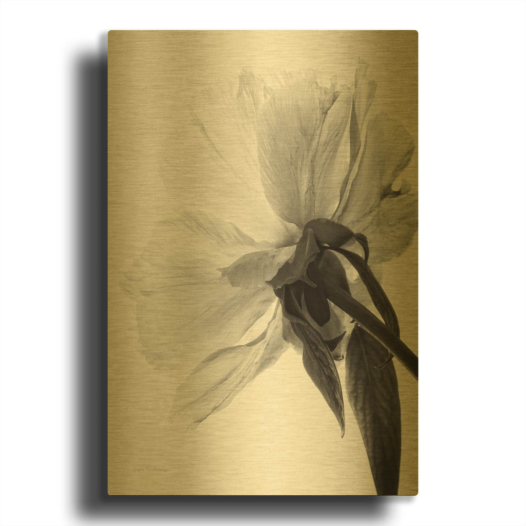 'Translucent Peony IIIBW' By Debra Van Swearingen Gold Metal Wall Art