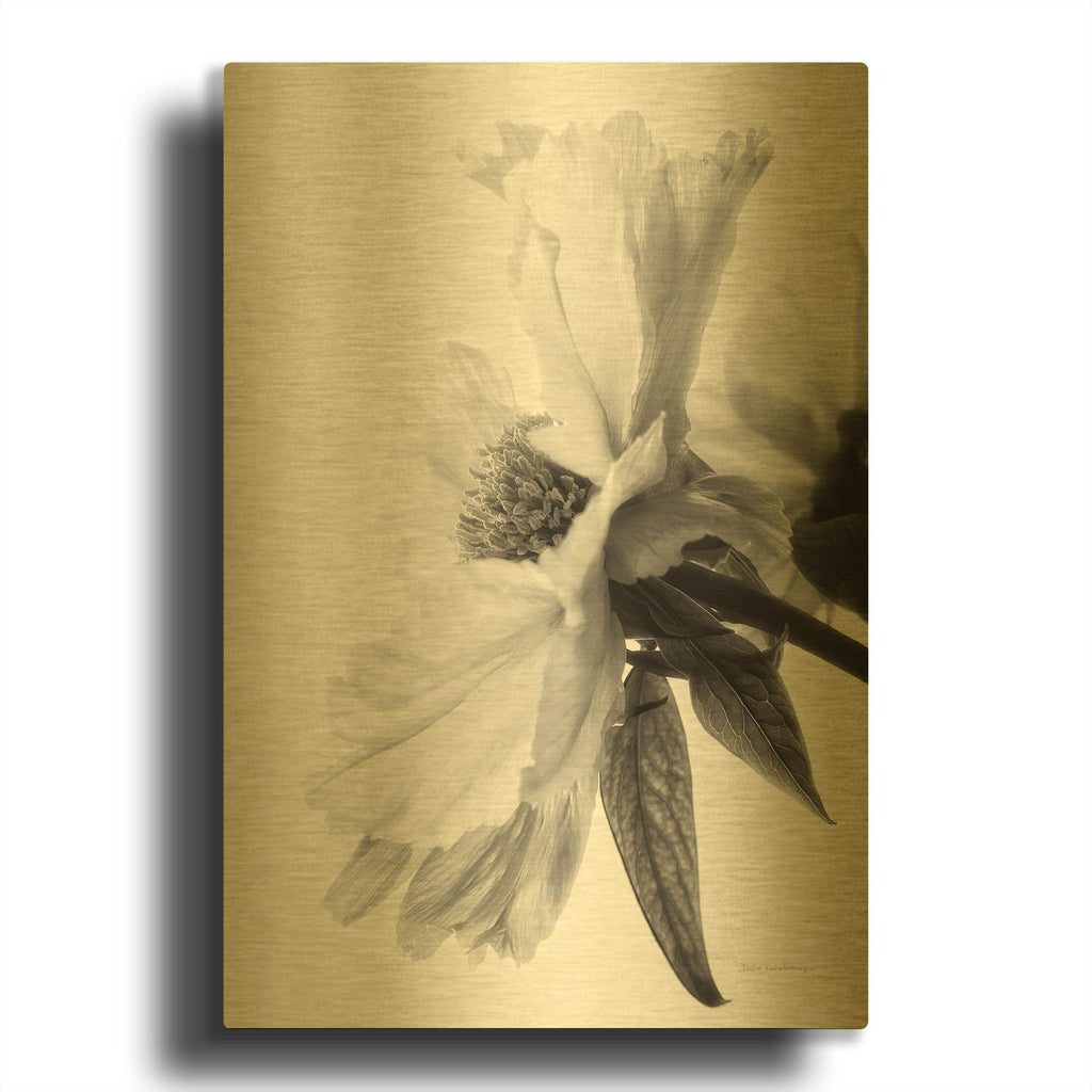 'Translucent Peony IVBW' By Debra Van Swearingen Gold Metal Wall Art