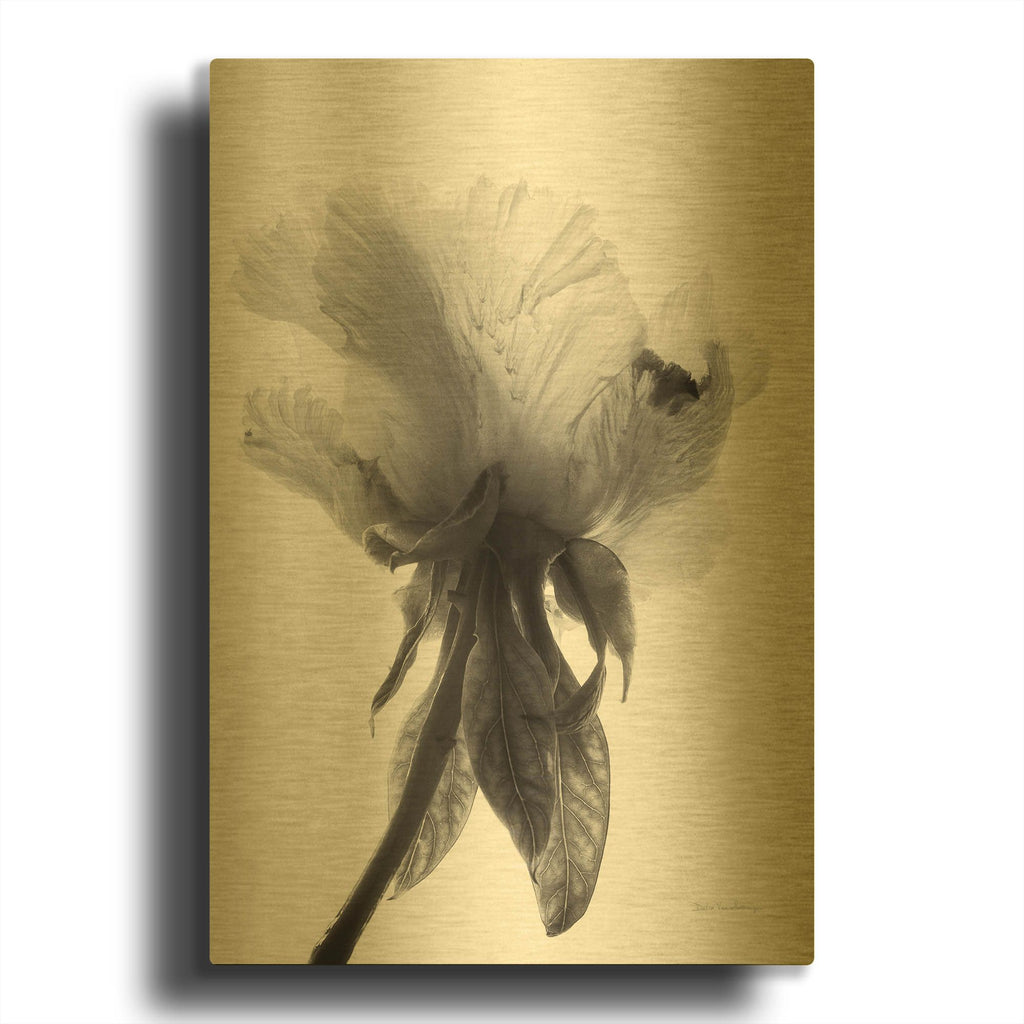 'Translucent Peony VIIBW' By Debra Van Swearingen Gold Metal Wall Art