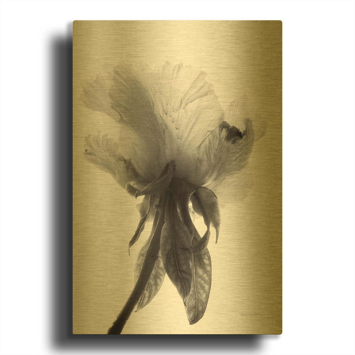 'Translucent Peony VIIBW' By Debra Van Swearingen Gold Metal Wall Art