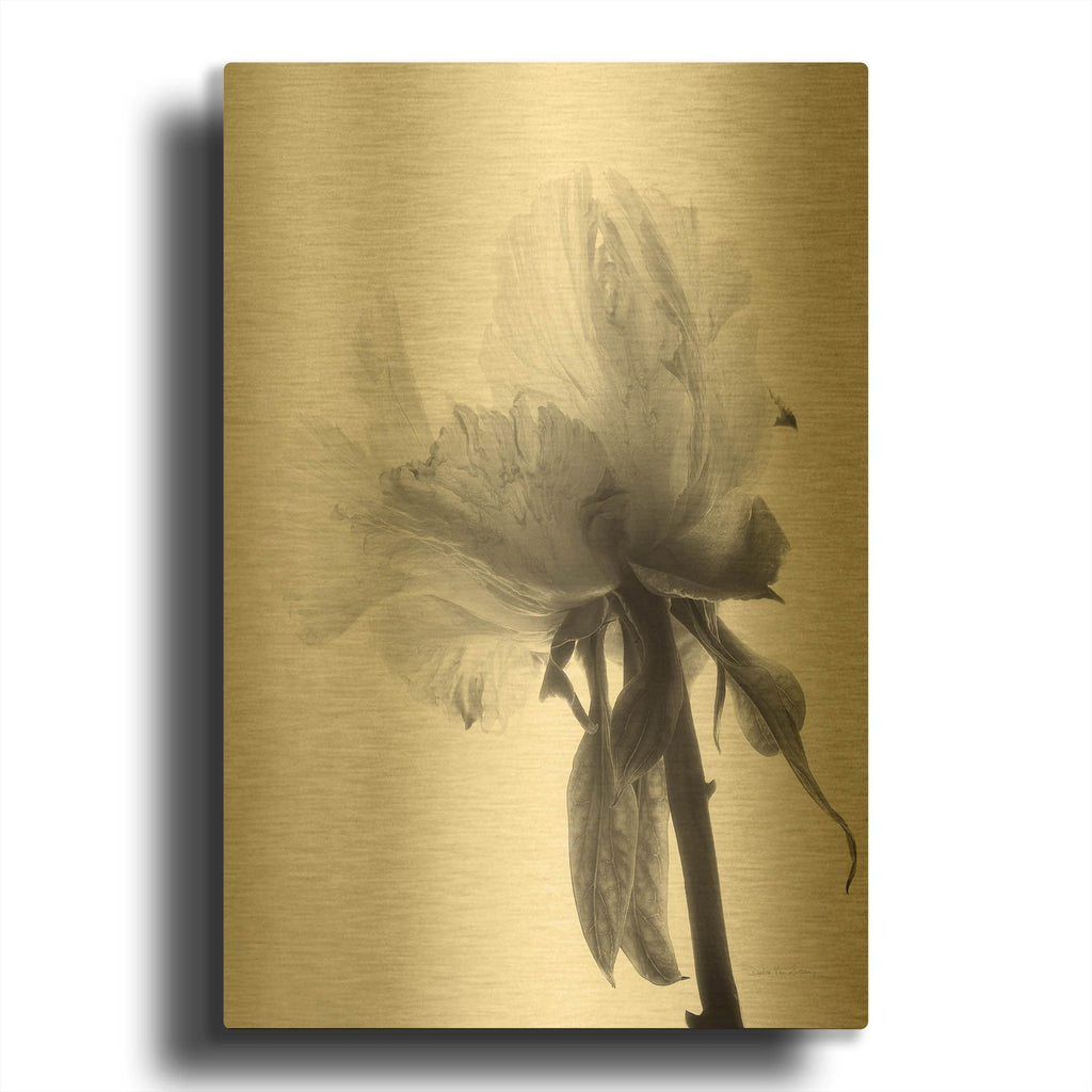 'Translucent Peony VIIIBW' By Debra Van Swearingen Gold Metal Wall Art