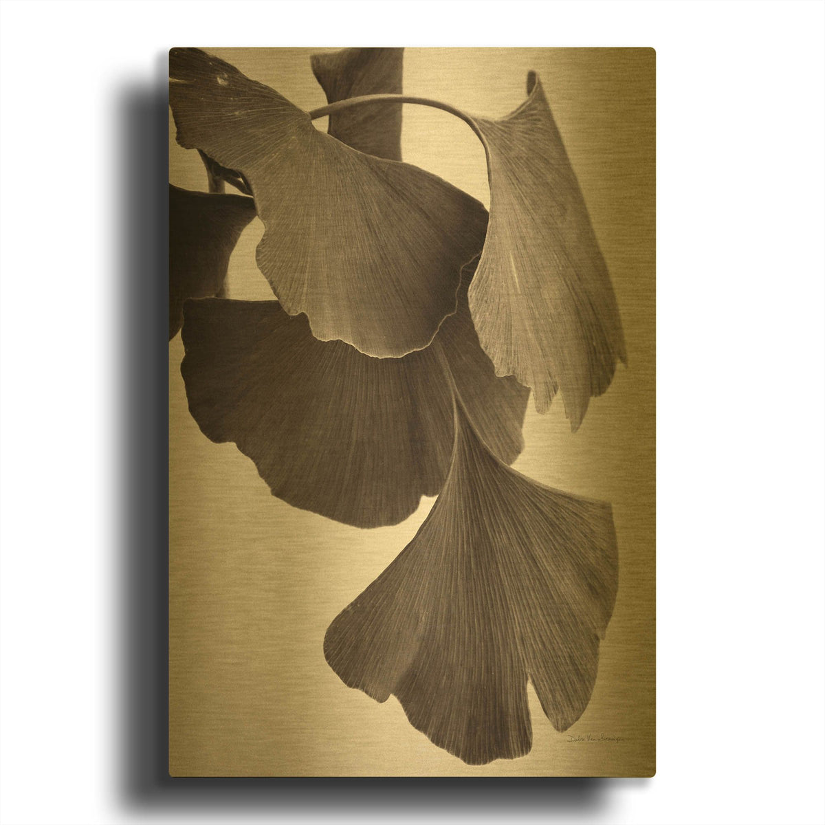 'Gingko Sepia' By Debra Van Swearingen Gold Metal Wall Art