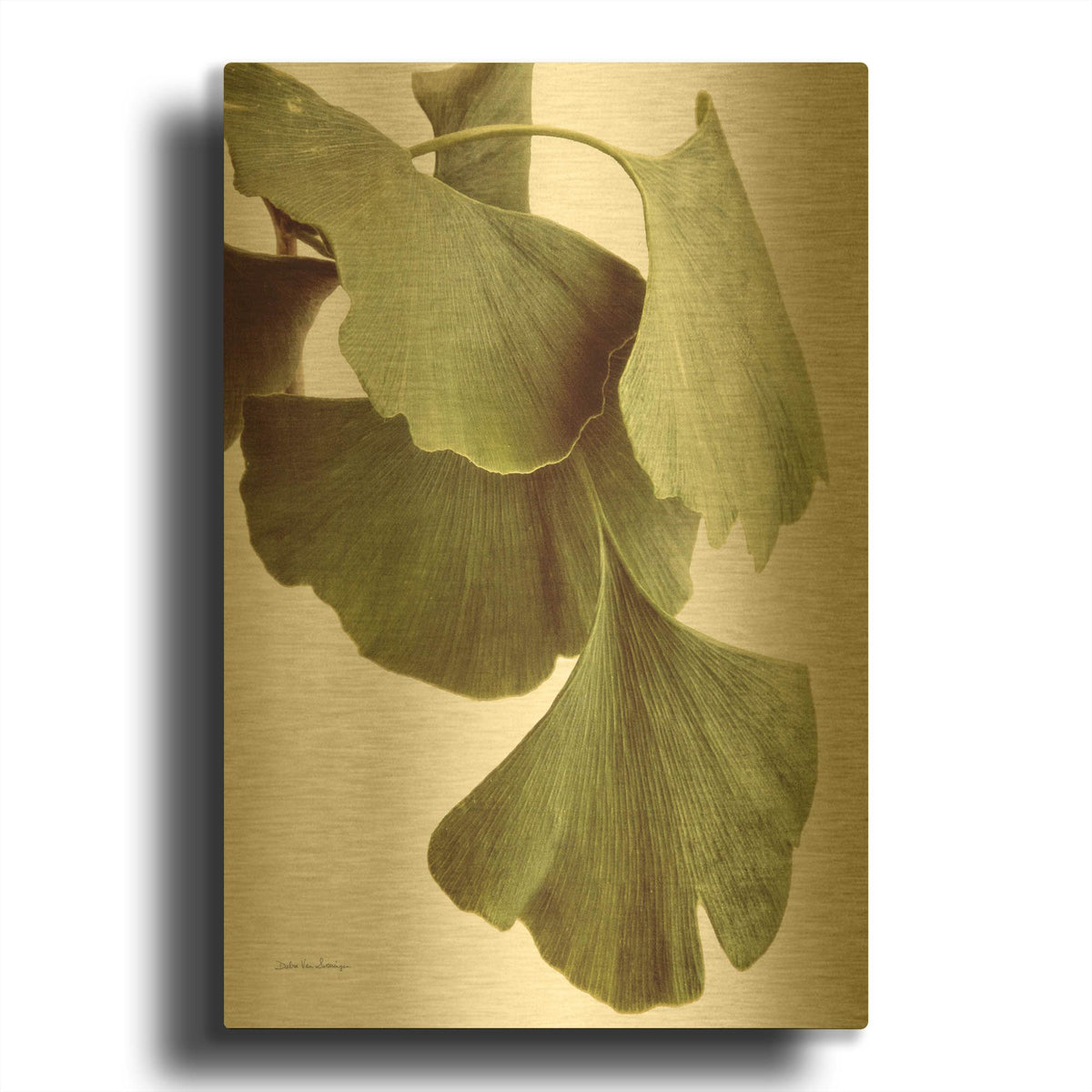 'Ginko Color on White' By Debra Van Swearingen Gold Metal Wall Art