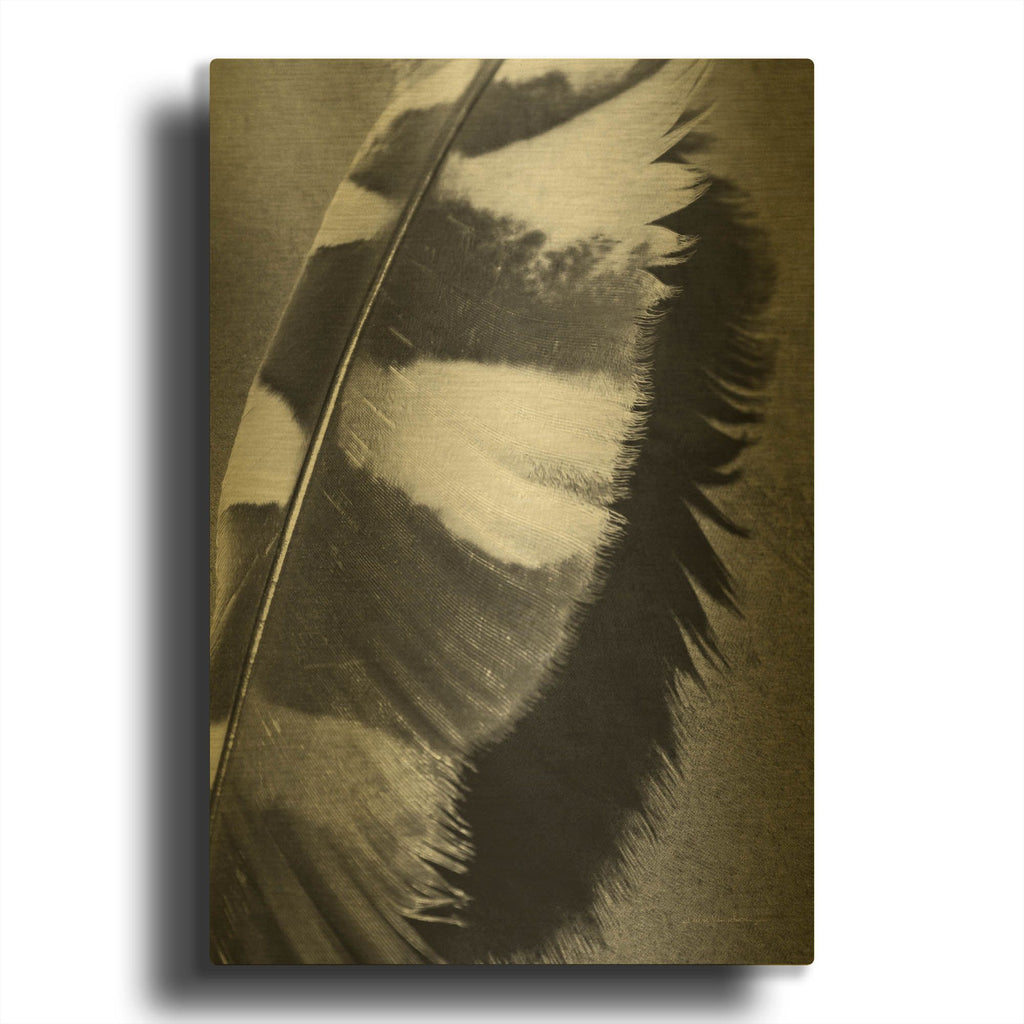 'Feather Shadow I' By Debra Van Swearingen Gold Metal Wall Art