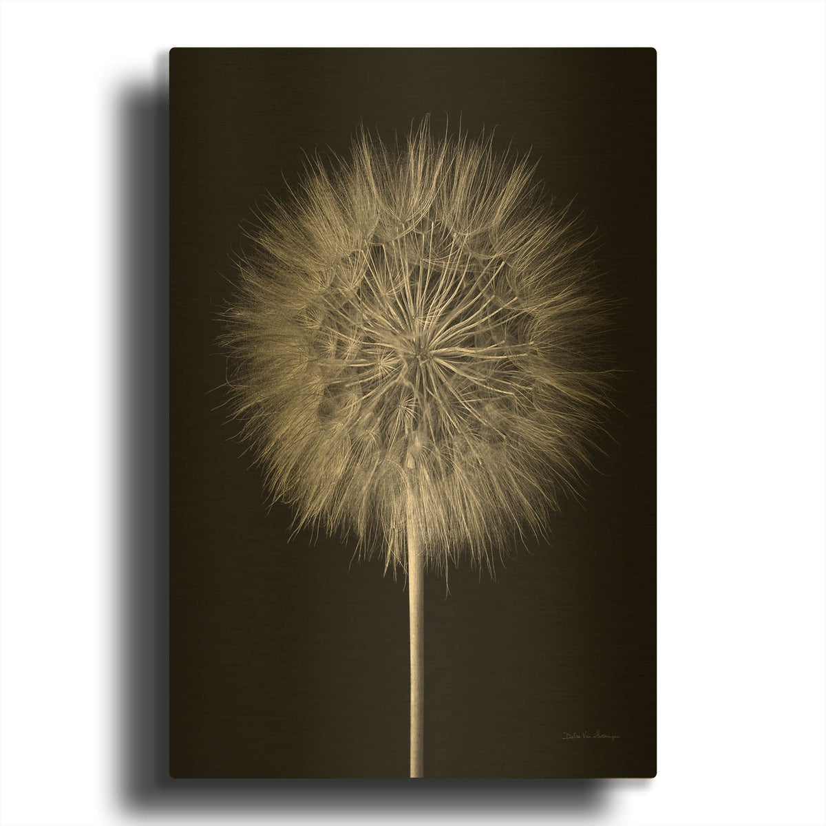 'Dandelion Fluff on Black' By Debra Van Swearingen Gold Metal Wall Art