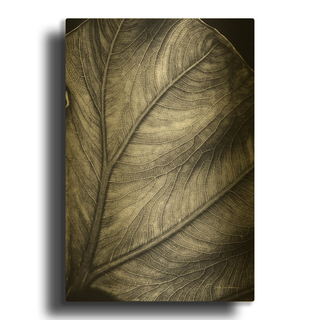 'Elephant Ear II' By Debra Van Swearingen Gold Metal Wall Art