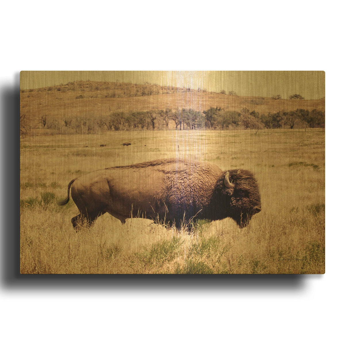 'Buffalo I' By Debra Van Swearingen Gold Metal Wall Art