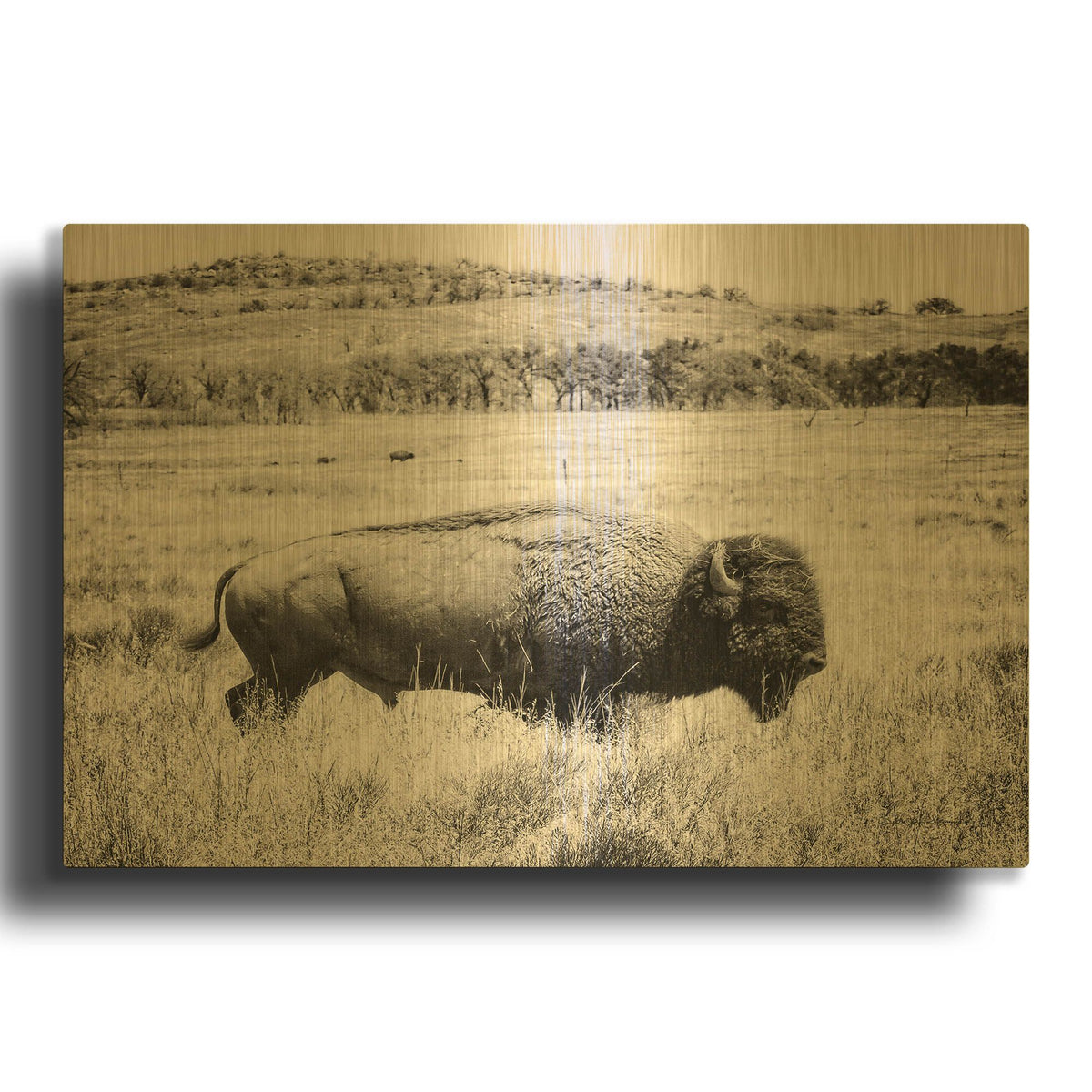 'Buffalo I BW' By Debra Van Swearingen Gold Metal Wall Art